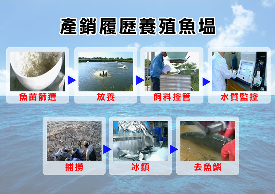 ShinJi信吉_虱目魚排_產銷履歷養殖魚塭