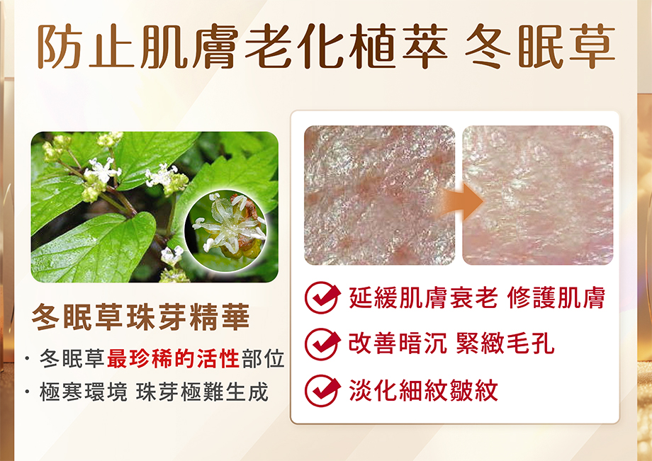 防止肌膚老化_植萃冬眠草