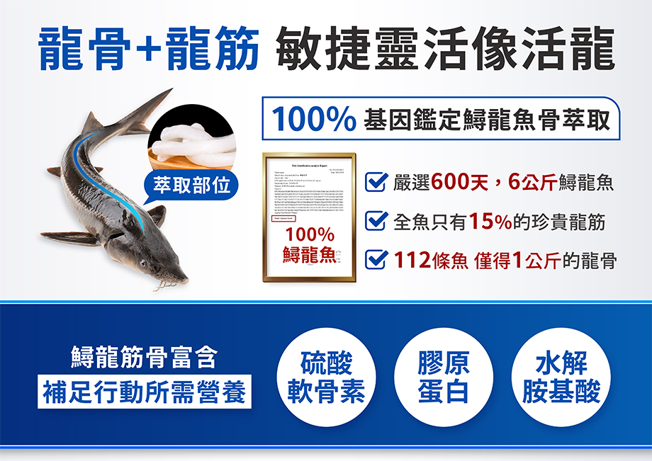 龍骨+龍筋_敏捷靈活像活龍